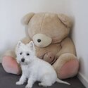 Adorable Westie Puppies available -2