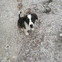 Border collie puppies -3