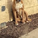 He’s very hyperactive and friendly dog love playing with ball. -2