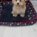 Cavachon male pup-0