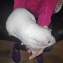 Female guinea pig with big house-5