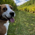 Beagle for rehoming-1