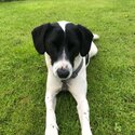 Handsome Loki.  A 2 year old Cocker x Jack Russell. -4