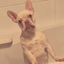 French bulldog  -2