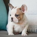 Well Trained French Bulldog Puppies-1