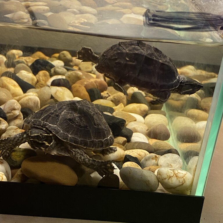 Turtles 