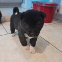 Beautiful American Akita Pups-0