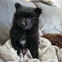 Two pomeranian puppies -2