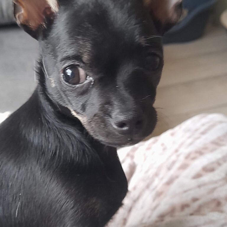 Beautiful fullbreed chihuahua for sale 