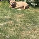 Pocket bully pup 5 months old male -2