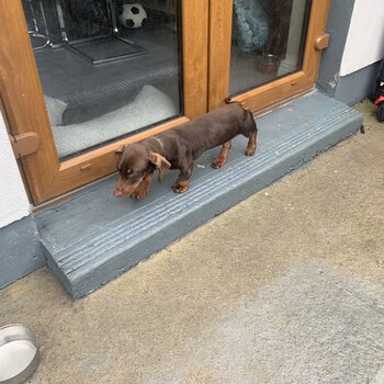 Dachshund miniature 