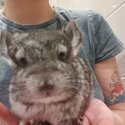 Family of chinchillas -3