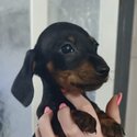 Baby Dachshund looking for a forever home -1