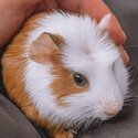 Guinea pigs for free-1