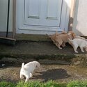 Golden labrador / labrador Spaniel-2