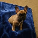 French Bulldog pup for sale -2