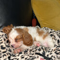 King Charles Spaniel Female Puppy-5