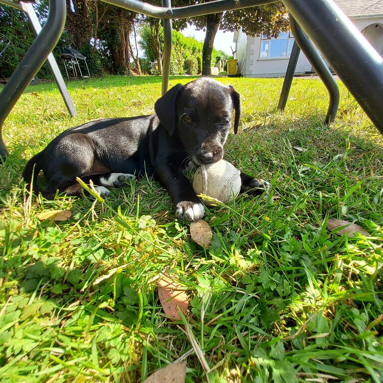 5 little puppies for sale. Jack russell mixed with a cocker spaniel.