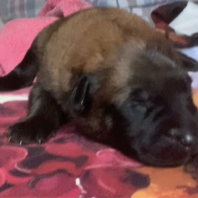 3/4 bred Belgian malinois 