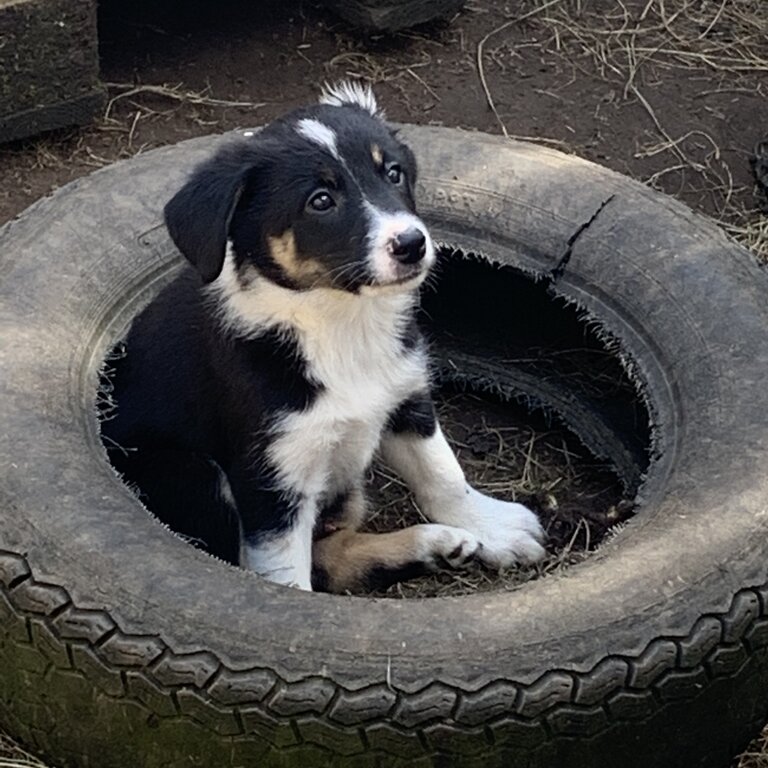 Collie puppies 