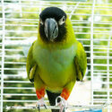 Aratinga nanday (Nanday parakeet) black hooded parrot-2