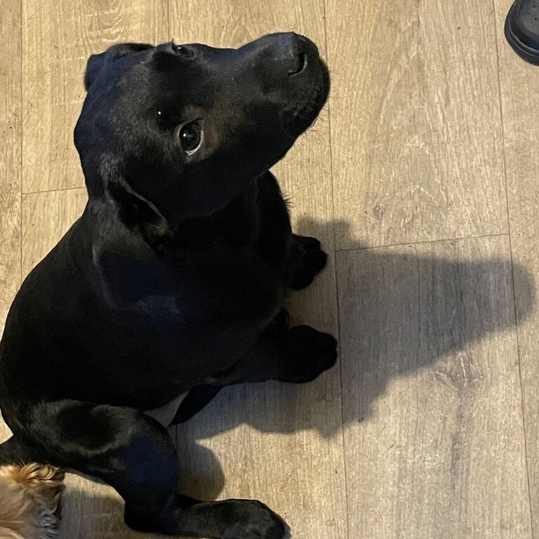 Black female Labrador 