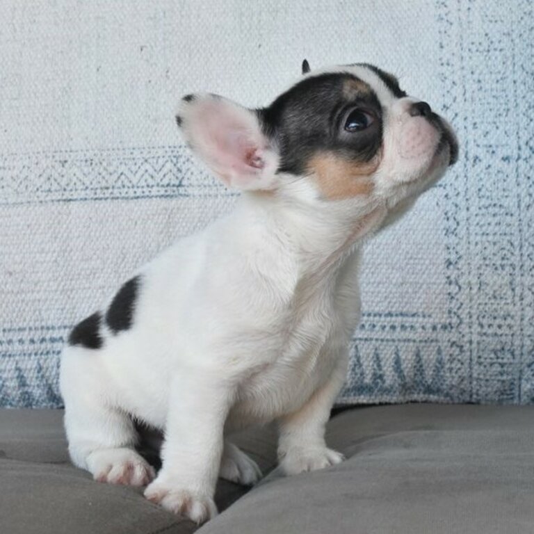 Well Trained Precious French Bulldog Puppies.