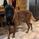 Belgian Malinois - For Rehoming-3