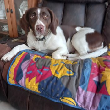 Beautiful Poppy.  Springer x Pointer