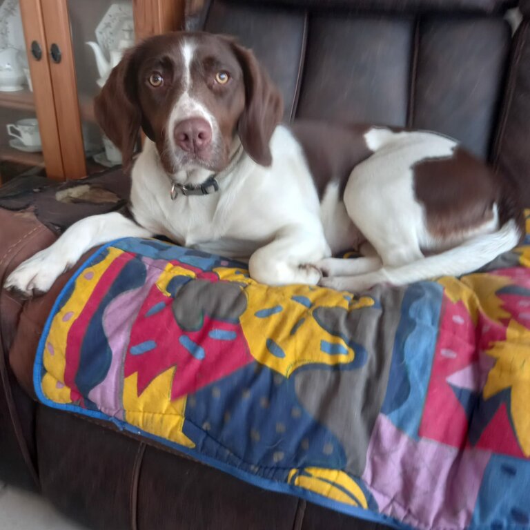 Beautiful Poppy.  Springer x Pointer