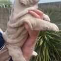 British Bulldog merl Female puppy for sale -2