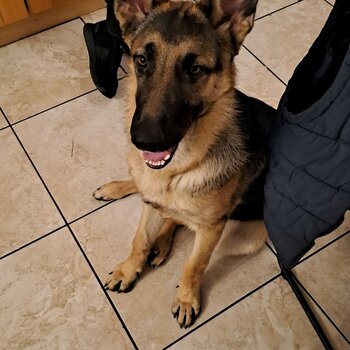 7 month old german shepard 