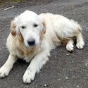 Purebred Golden retriever young dogs -1