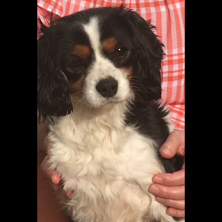 Cavalier King Charles Spaniel