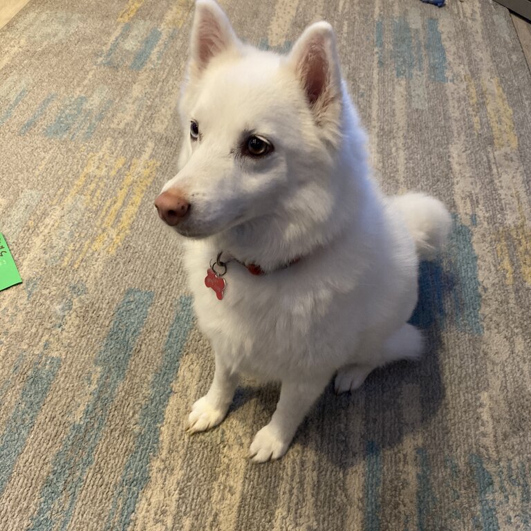 Pomsky 