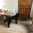 Blaclk male cockapoo -0