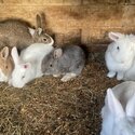 Rabbits for sale-0