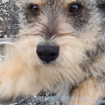 Miniature Schnauzer Cross needs forever home