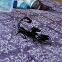 Asian Forest Scorpion-1