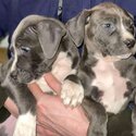 American bullys for sale-0