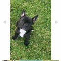 Selling my 3 Month Old French Bulldog-3