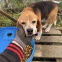 Lovely beagle free to a good home -0