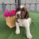 Springer Spaniel Pups-4