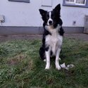 Collie-2