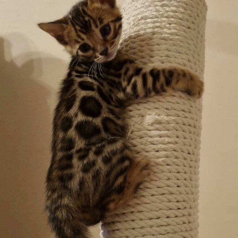 Registered Bengal Cat for Adoption