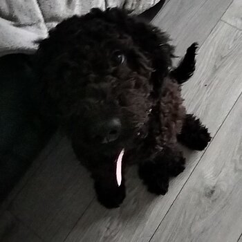 8 month old poodle cross