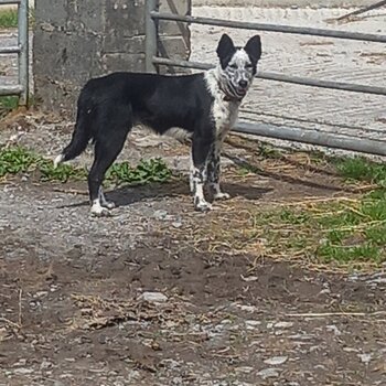 9 month old border collie