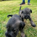 Standard Schnauzer puppies IKC Registered -3