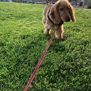 Friendly 5 months cocker spaniel puppy 