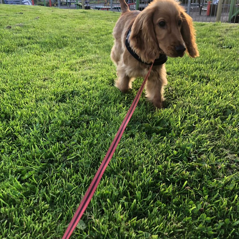 Friendly 5 months cocker spaniel puppy 